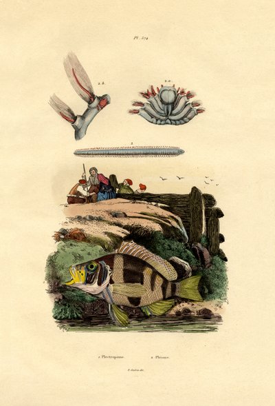 Grouper by French School